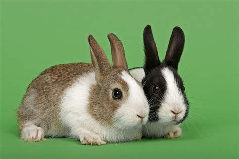 what is the friendliest rabbit breed